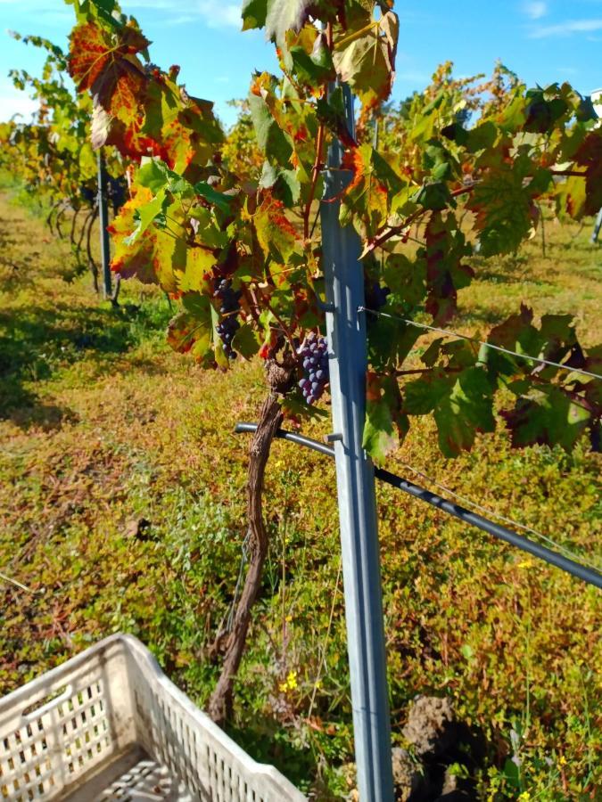 فيلا Etnasentieri Wine House On Etna Mount بيلباسو المظهر الخارجي الصورة